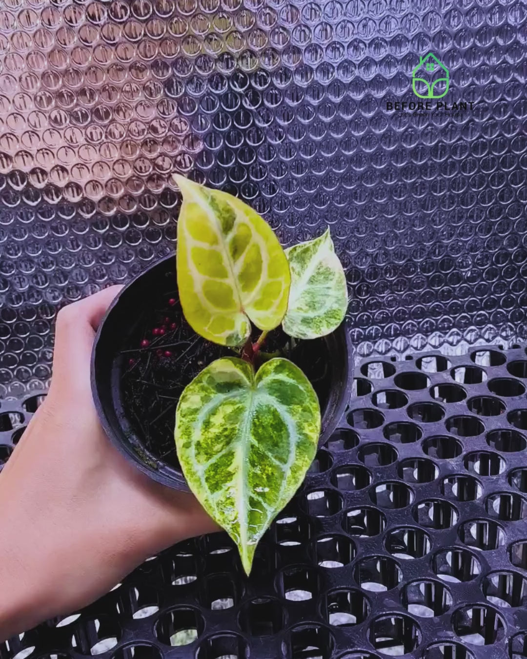 Anthurium Red Space x Hell Boy