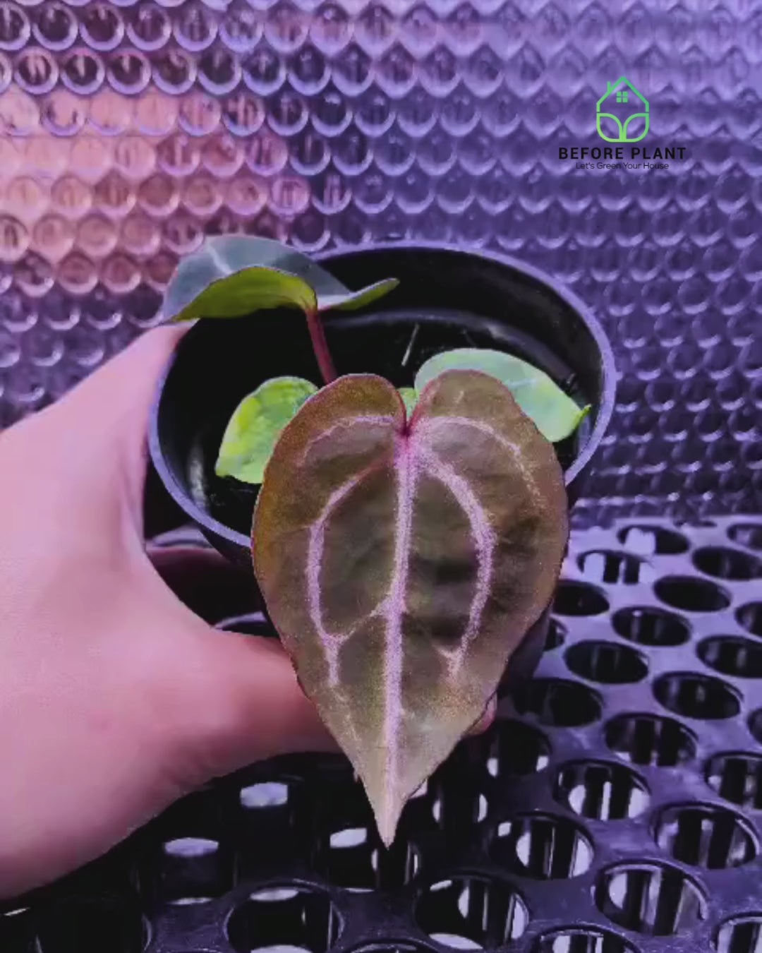 Anthurium Michelle X BVIT ZM RED