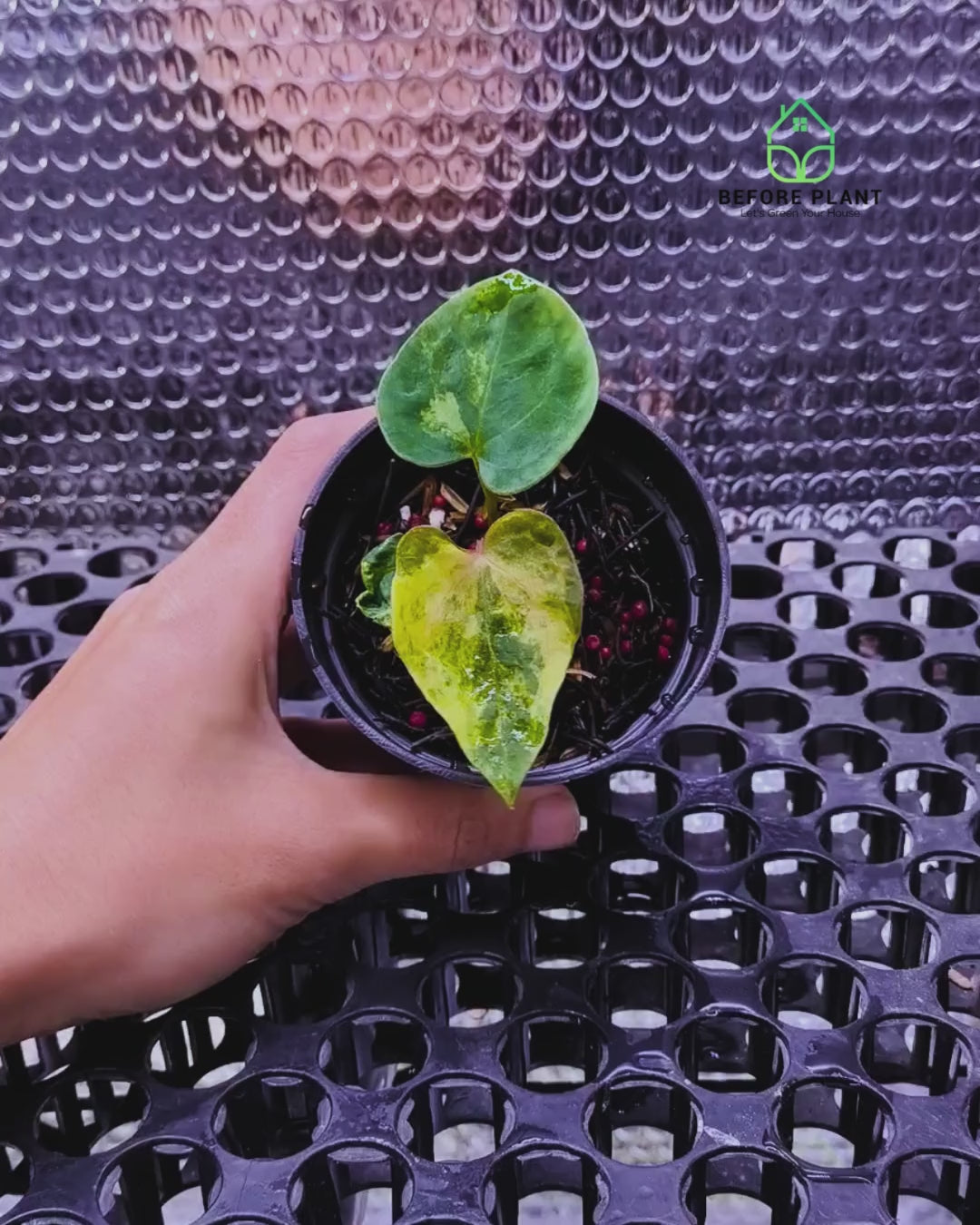 Anthurium Papi Variegated x Gunayala