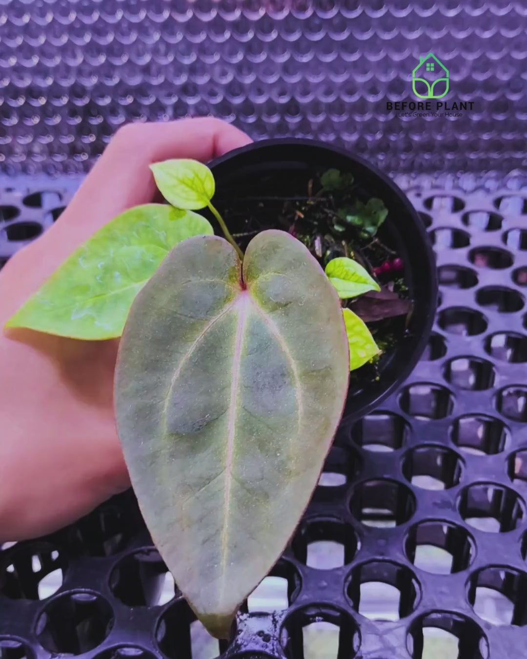 Anthurium Dark Handsome X Black Muscle