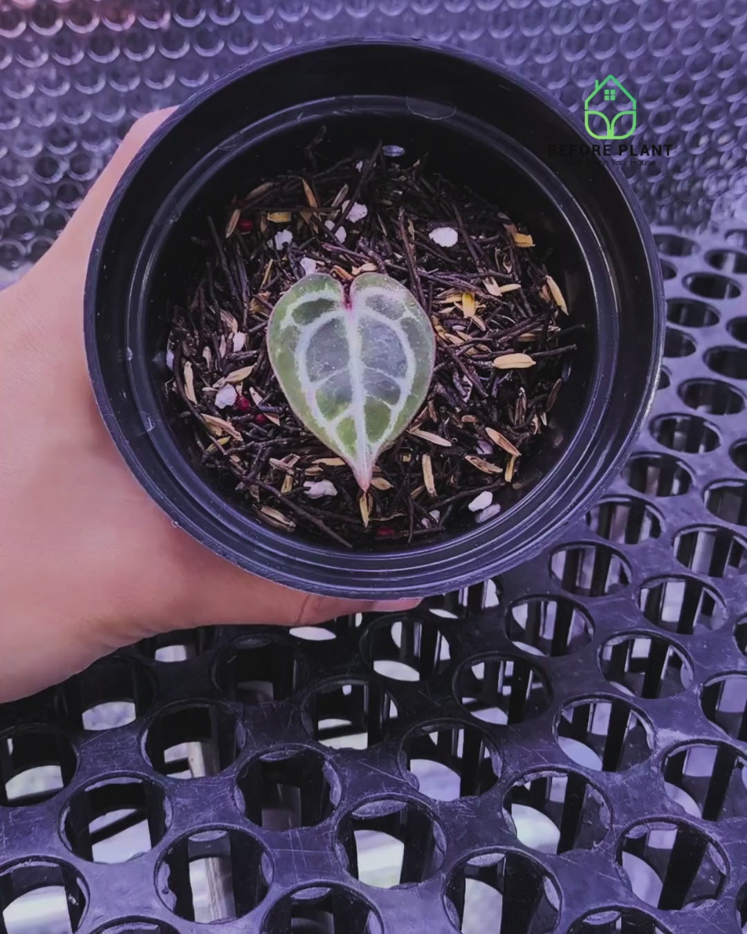 Anthurium Red Tiger
