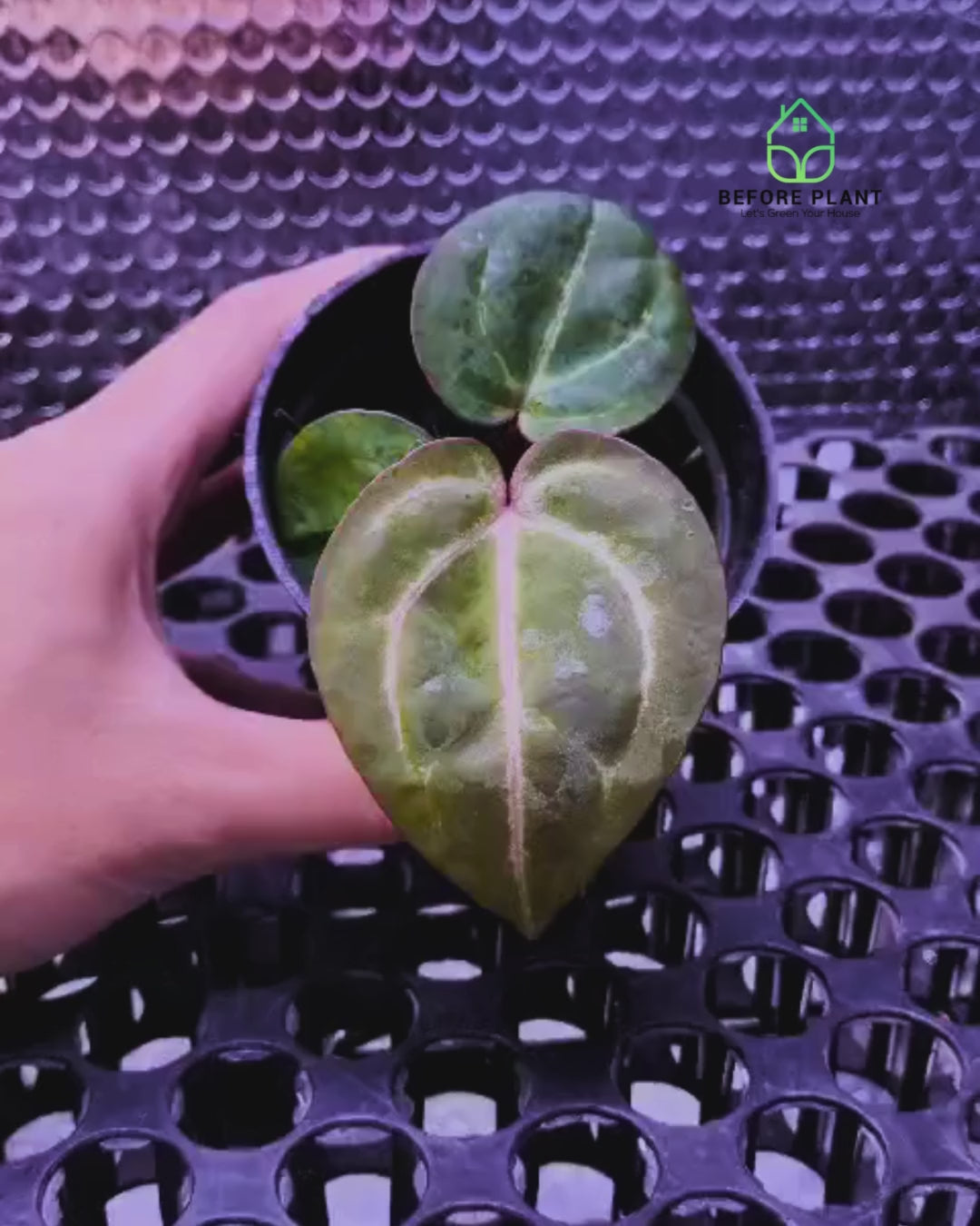 Anthurium Michelle X BVIT ZM RED