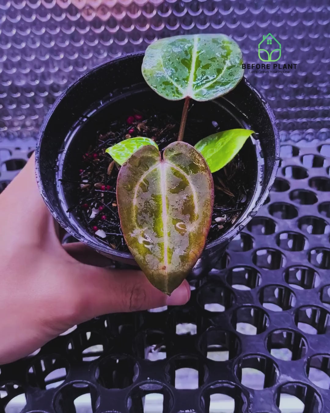 Anthurium ( Dark Handsome x Red Velvet Cake ) x Michelle Variegated