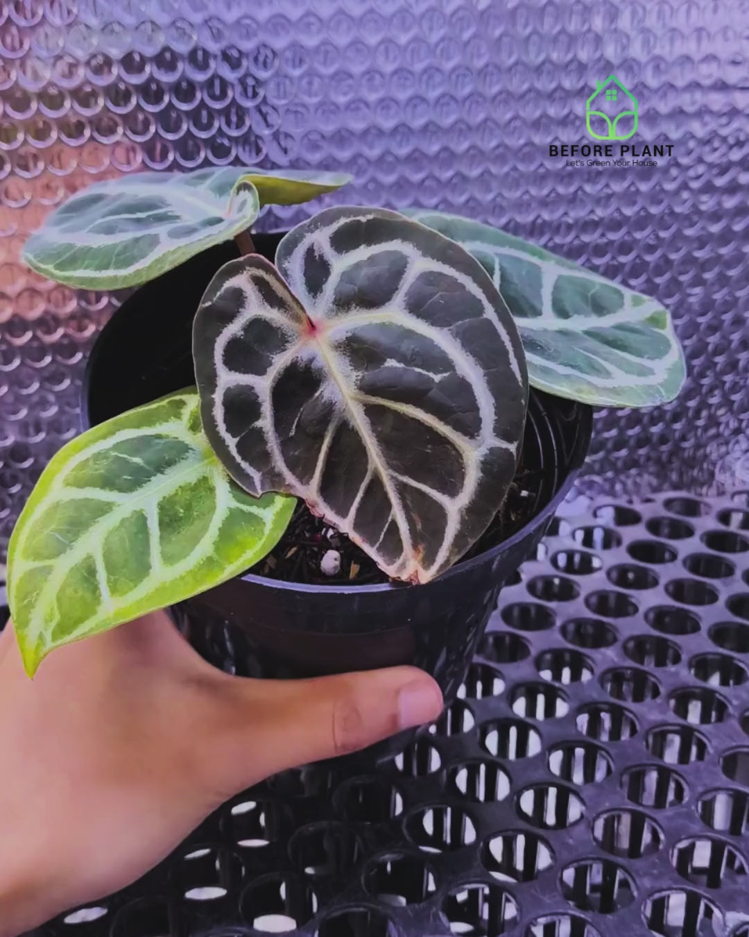 Anthurium Red Tiger