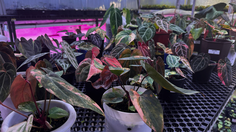 Caring for Regular and Variegated Anthuriums: The Ultimate Guide