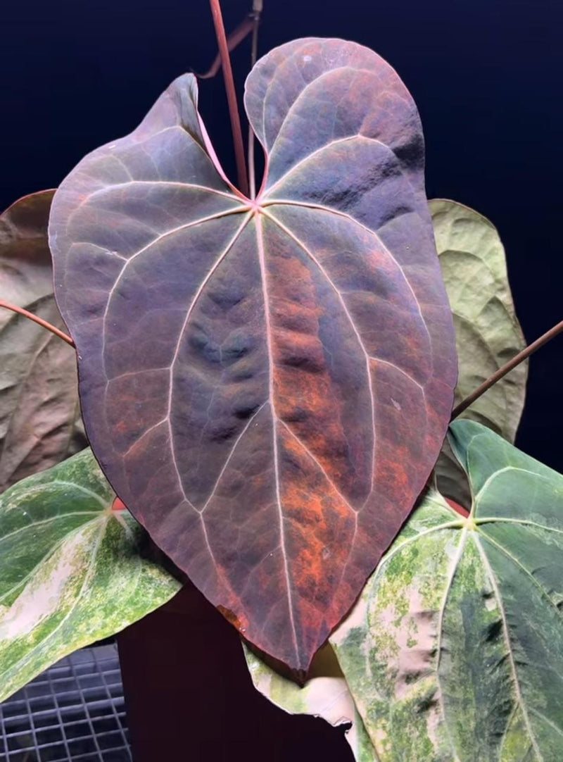 Anthurium Black Venom: The Dark Velvet Hybrid by Edy Pranoto