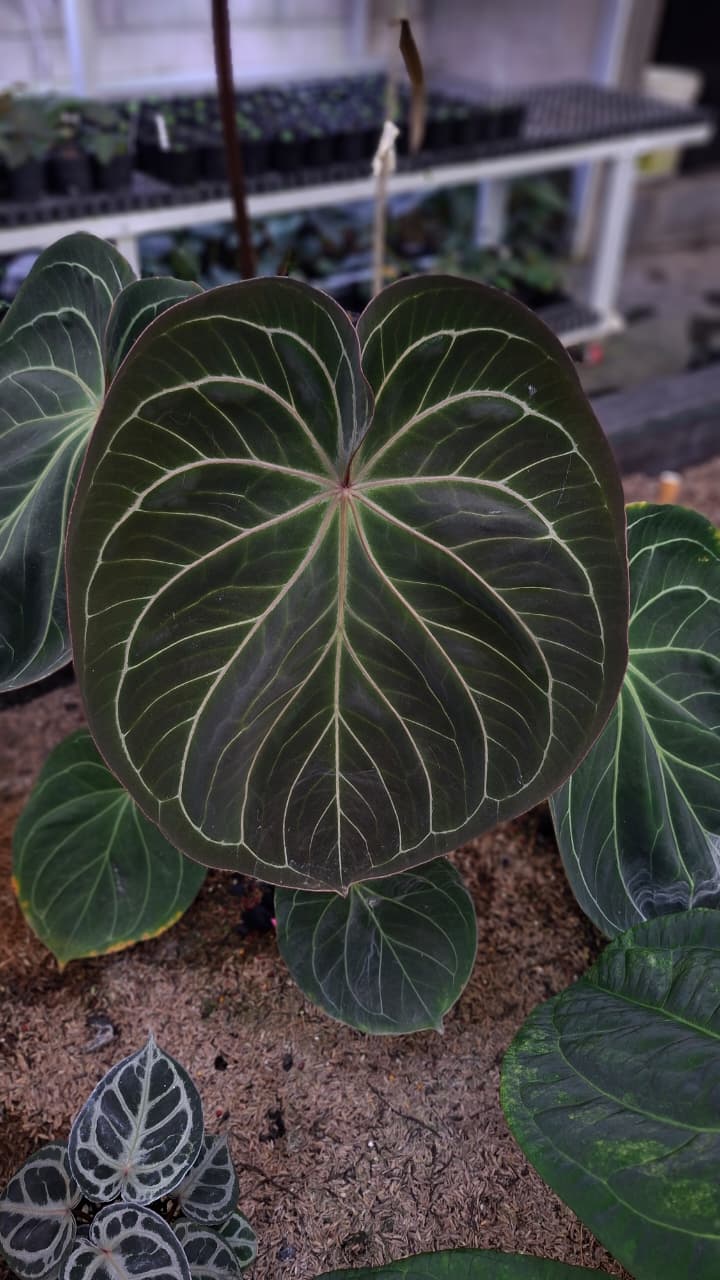 Anthurium 'King of Spades': A Velvety Aroid Masterpiece