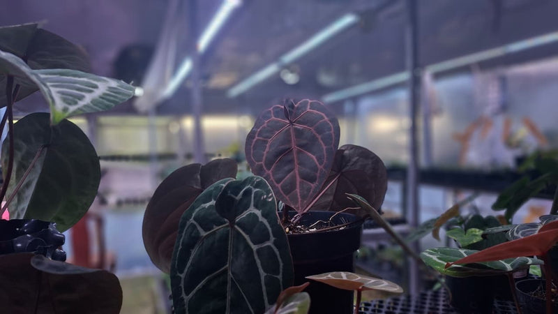 How to Boost Your Anthurium Growth Using Grow Lights
