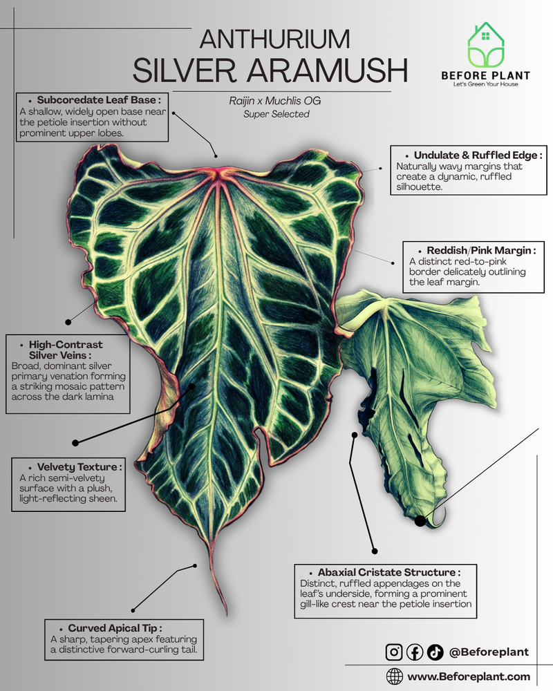 Anthurium Silver Aramush: Lineage and Key Characteristics