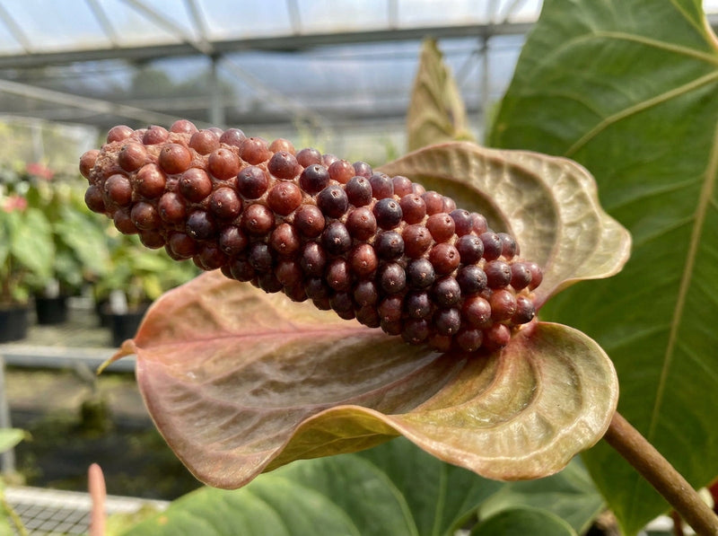 How to Pollinate Ornamental Anthurium Spadices