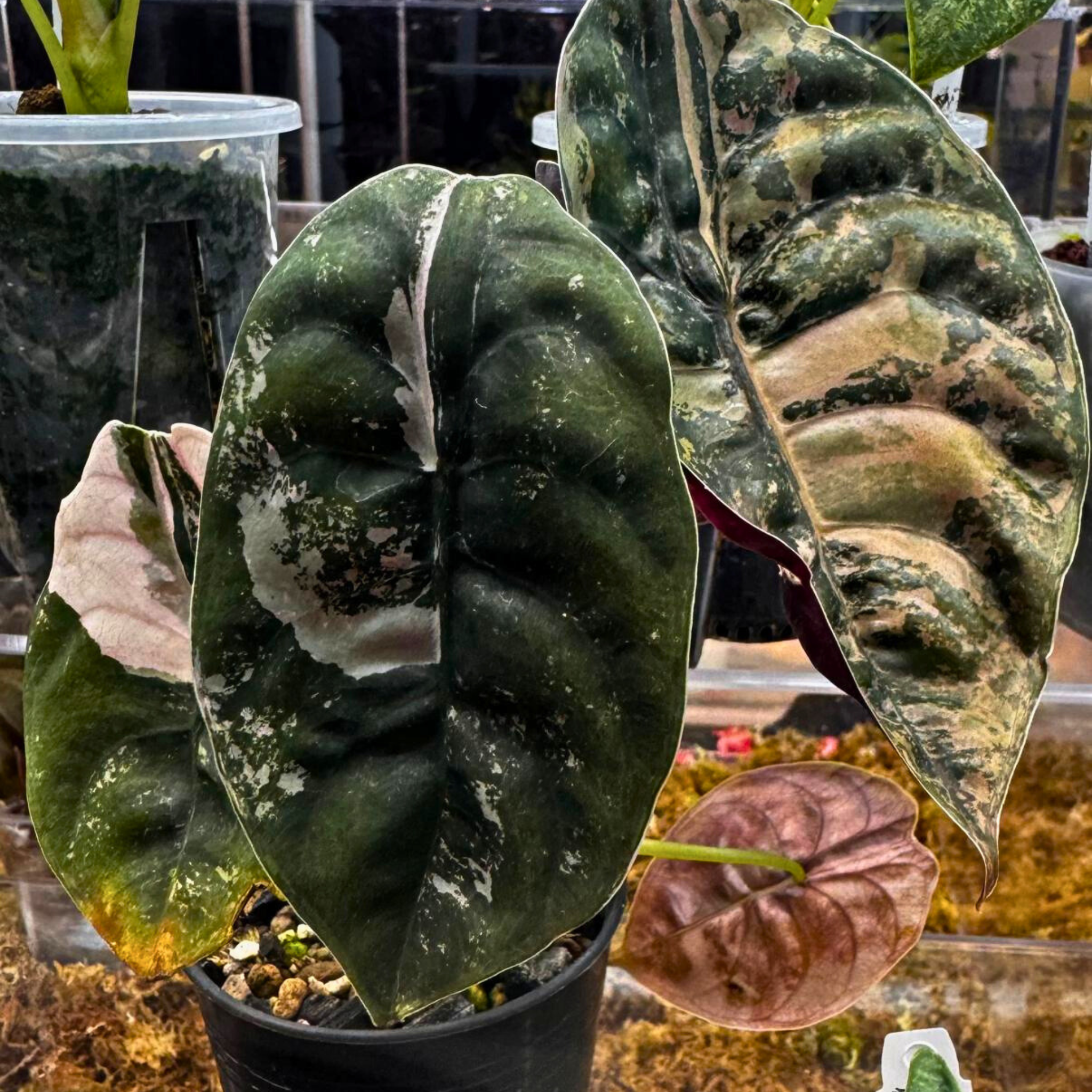 Alocasia