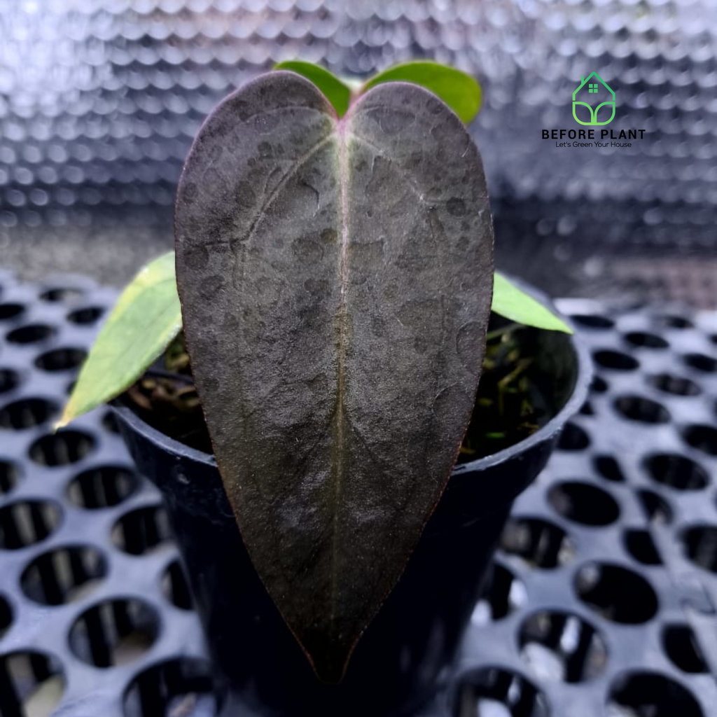 Anthurium Carla Portilae NSE x Black Sweet