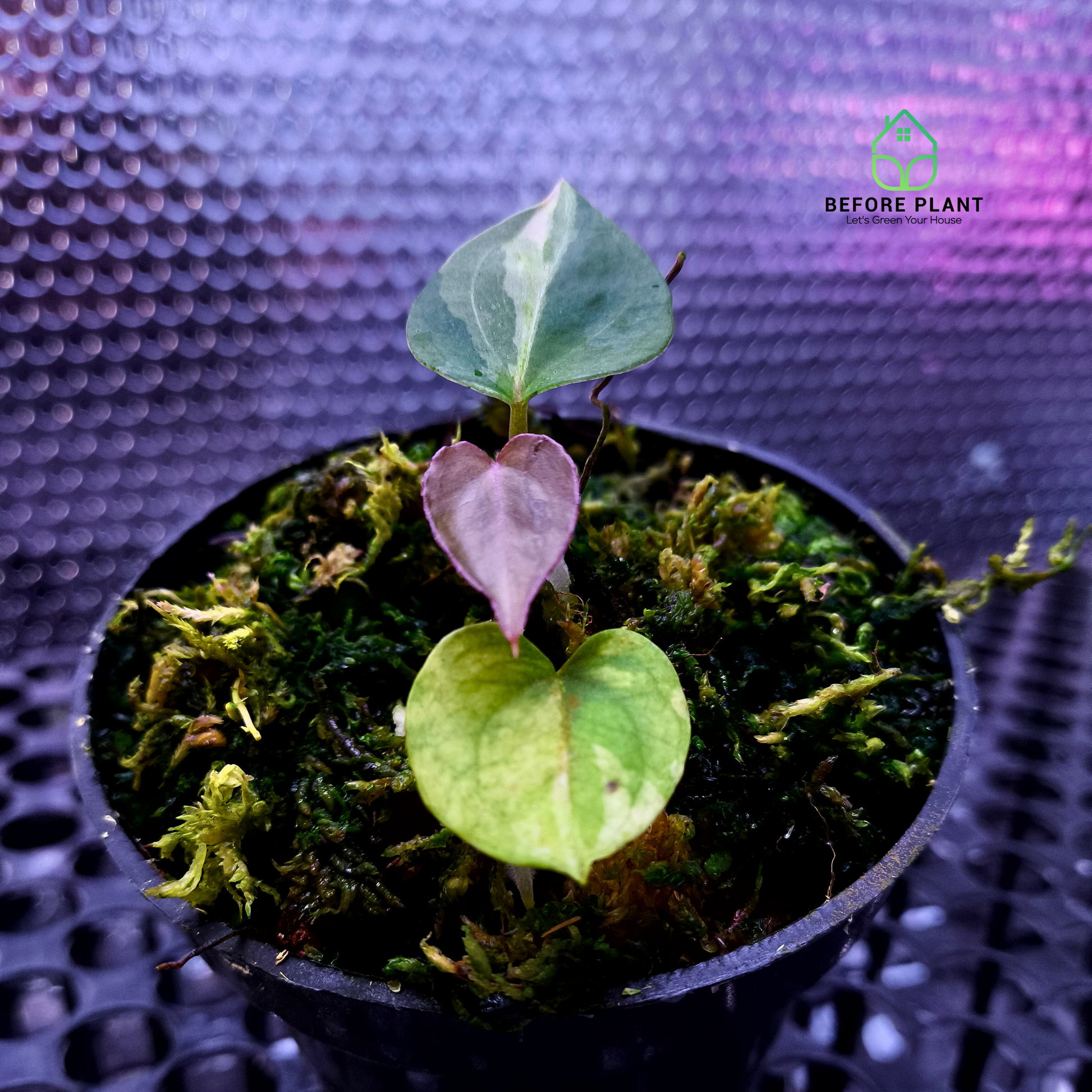 Anthurium King of Spades (HU)