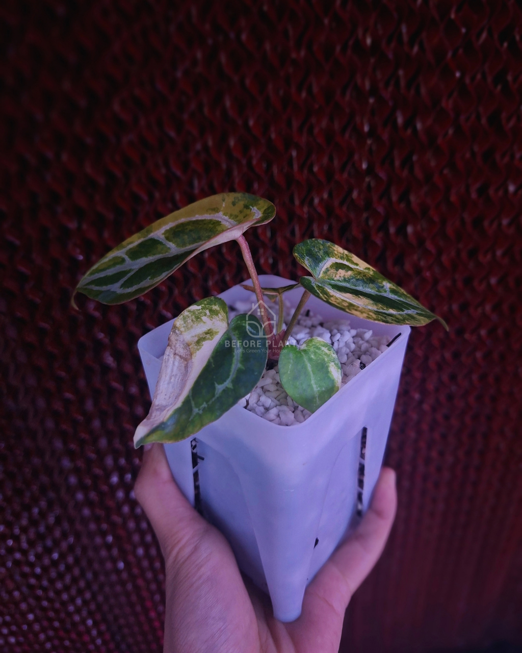 Anthurium Michelle Variegated x Self