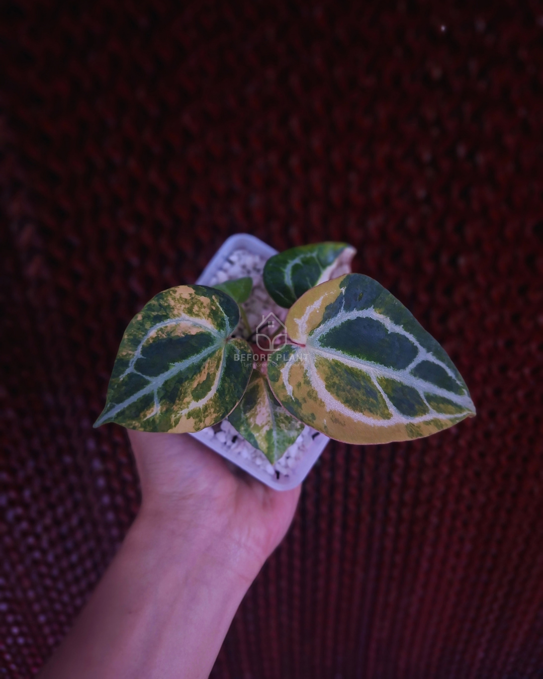 Anthurium Michelle Variegated x Self
