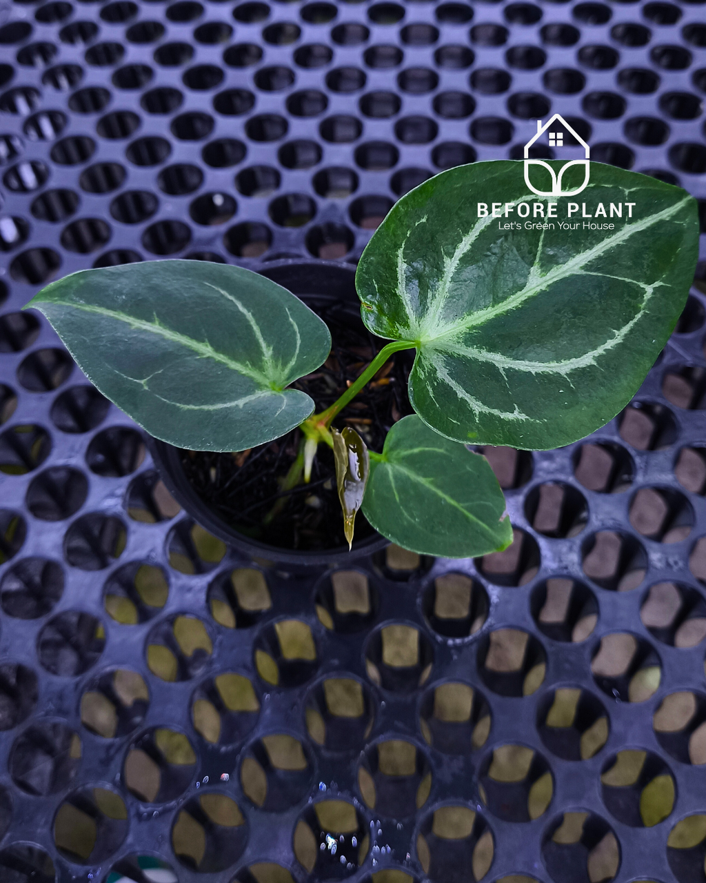 Anthurium Fort Sherman x Red Crystal