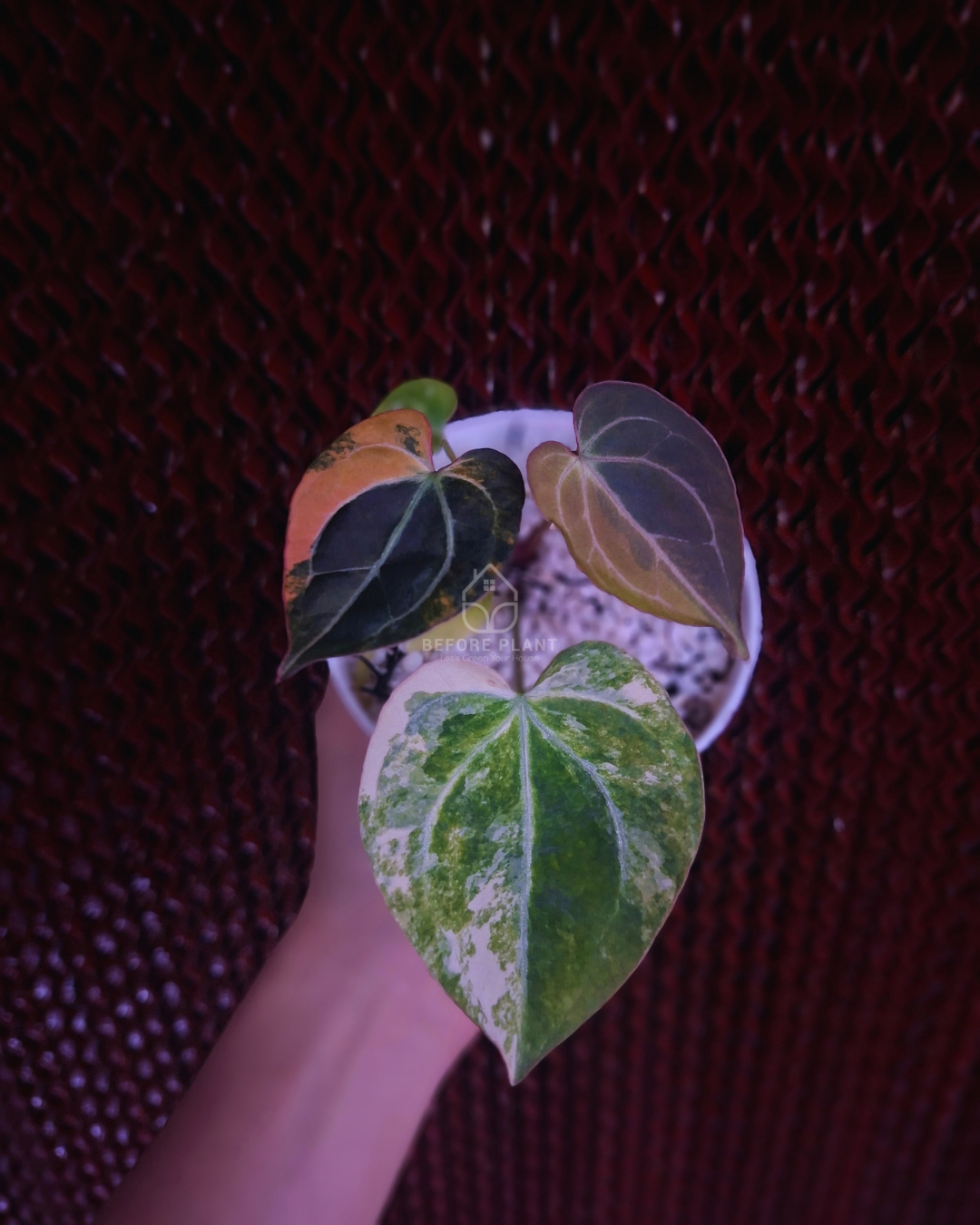Anthurium Black Venom x RVC Michelle ( Variegated Form )