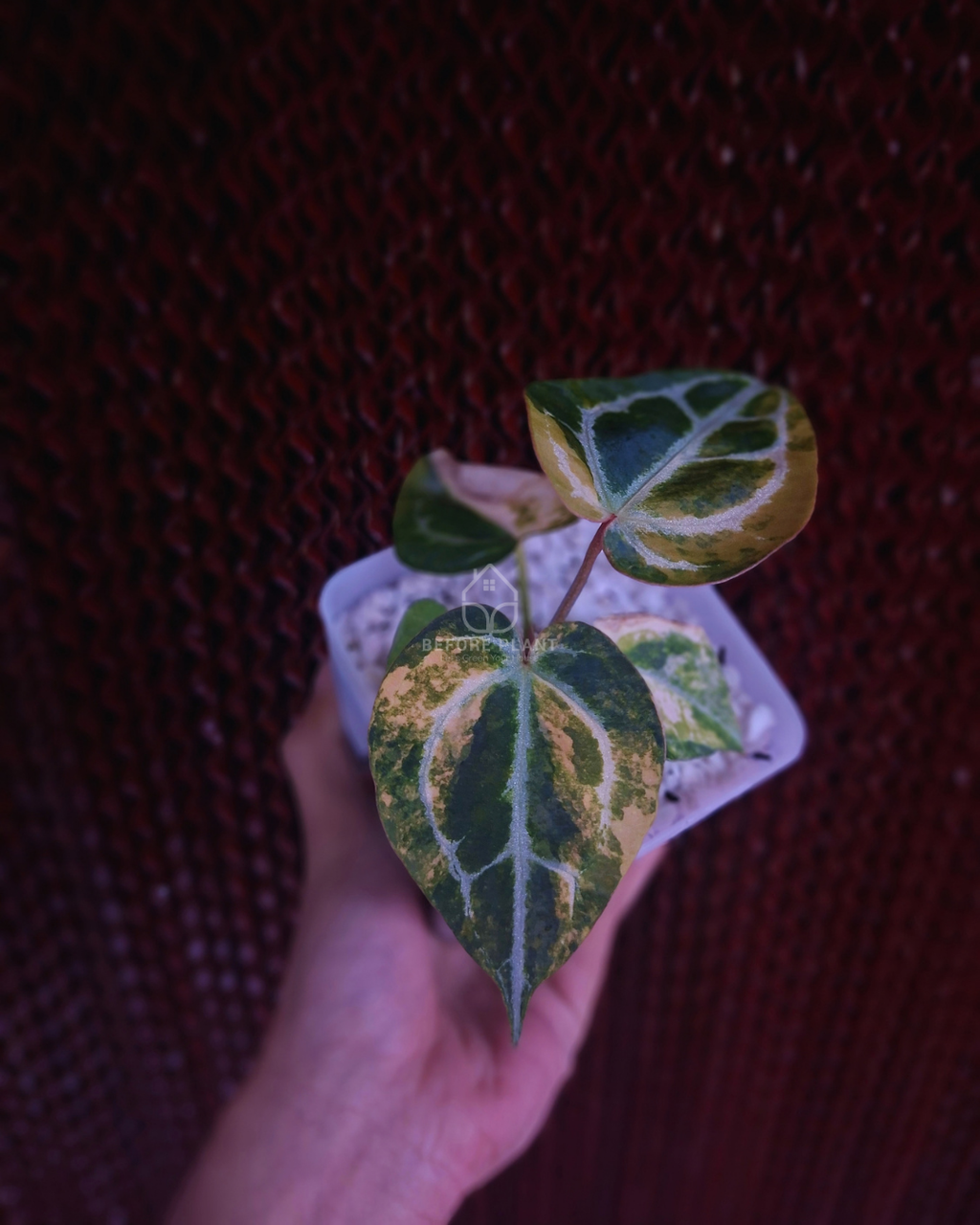 Anthurium Michelle Variegated x Self