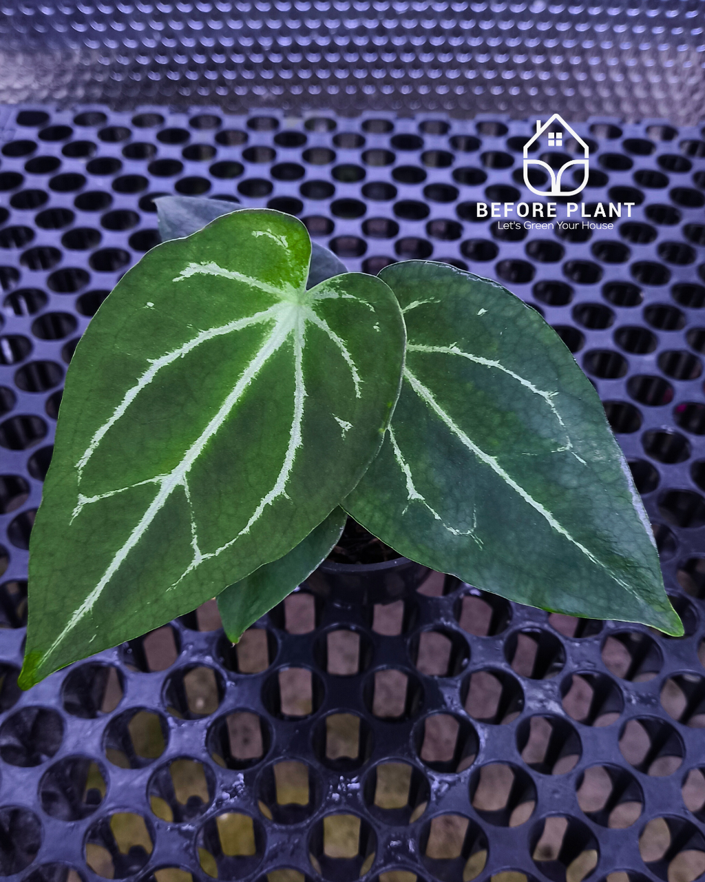 Anthurium Fort Sherman x Red Crystal