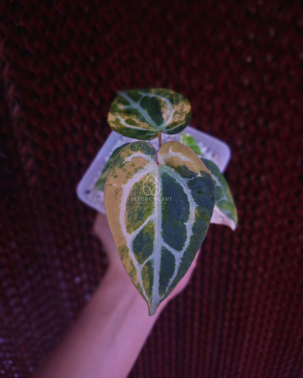 Anthurium Michelle Variegated x Self