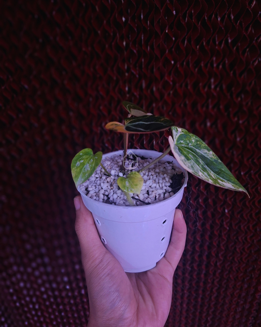 Anthurium Black Venom x RVC Michelle ( Variegated Form )