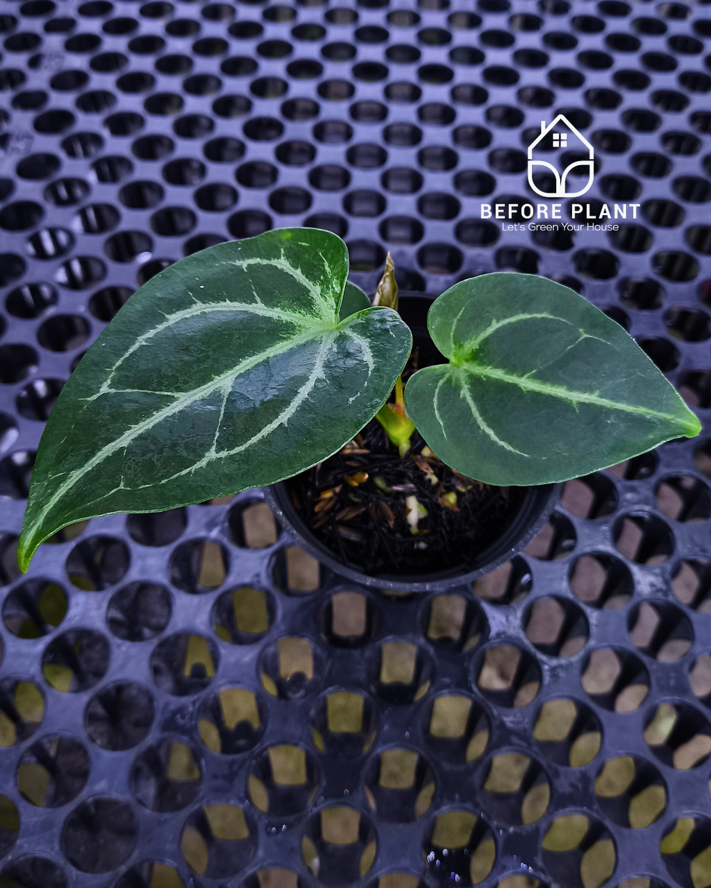 Anthurium Fort Sherman x Red Crystal