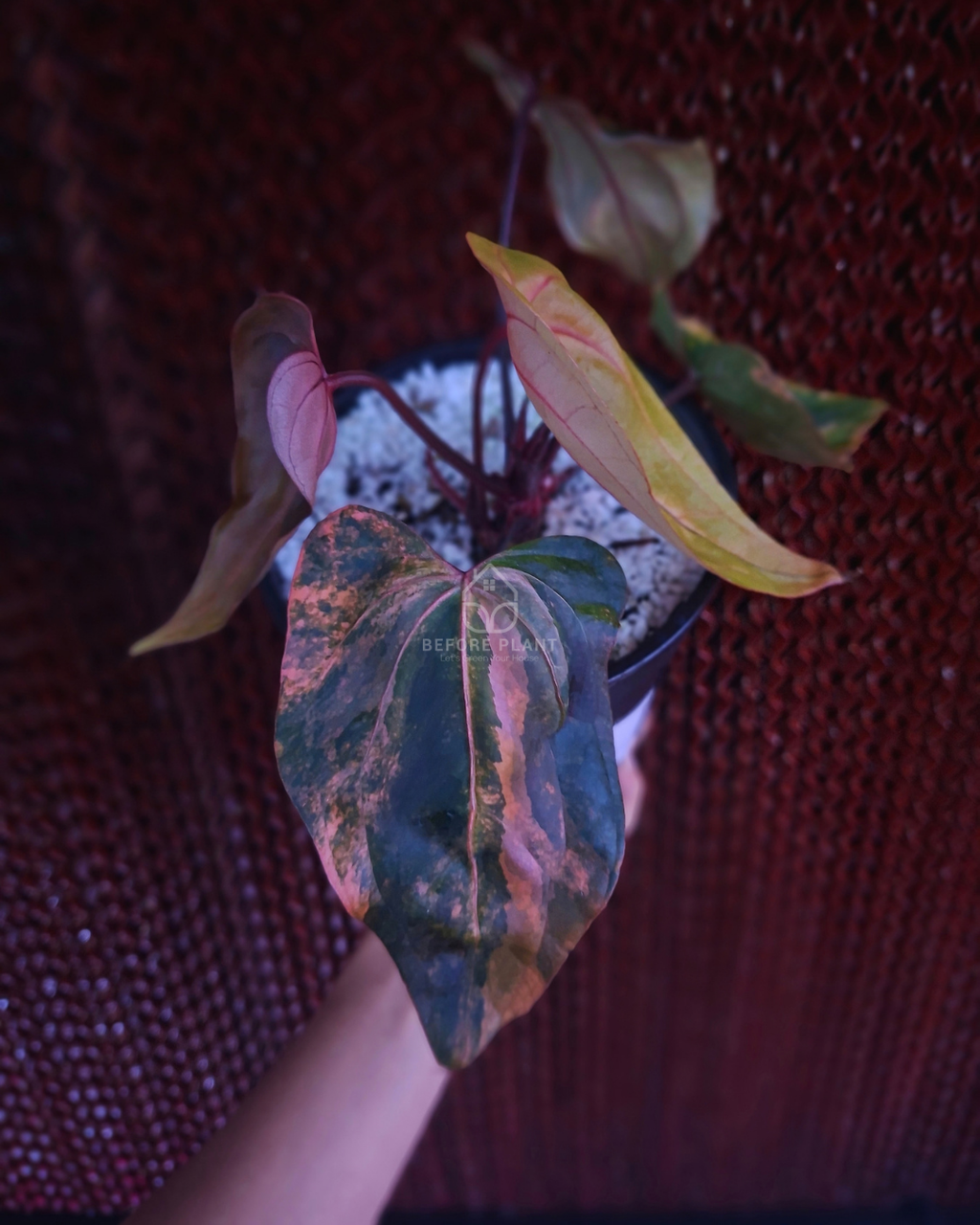 Anthurium Black Venom x Twilight Armor