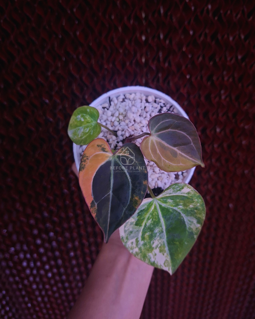 Anthurium Black Venom x RVC Michelle ( Variegated Form )