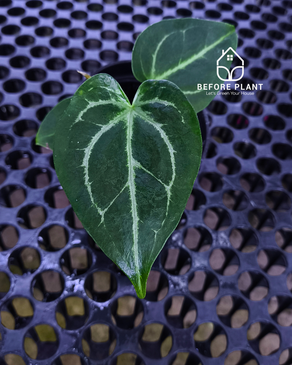Anthurium Fort Sherman x Red Crystal