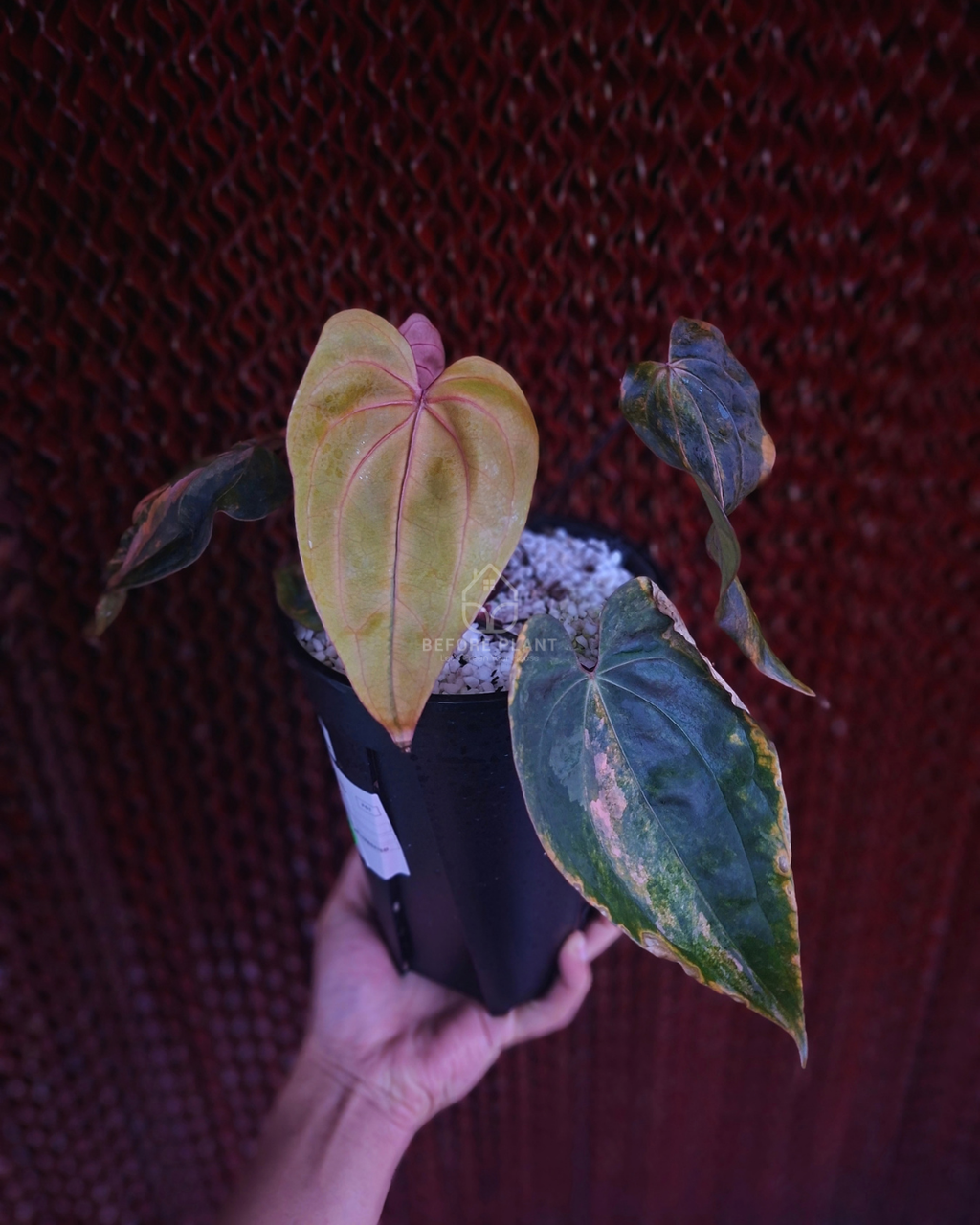 Anthurium Black Venom x Twilight Armor