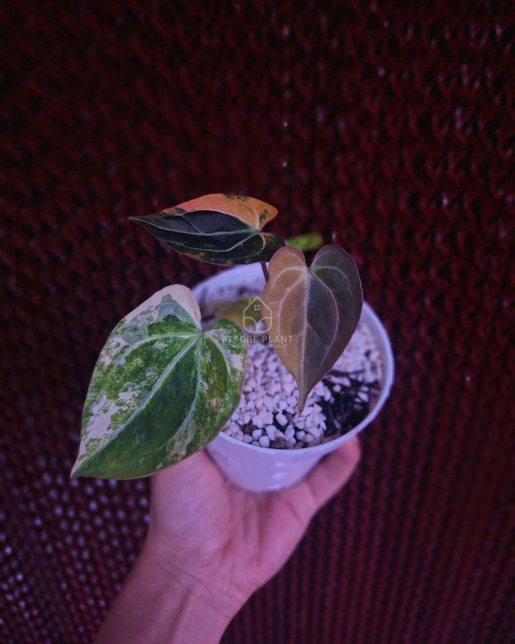 Anthurium Black Venom x RVC Michelle ( Variegated Form )