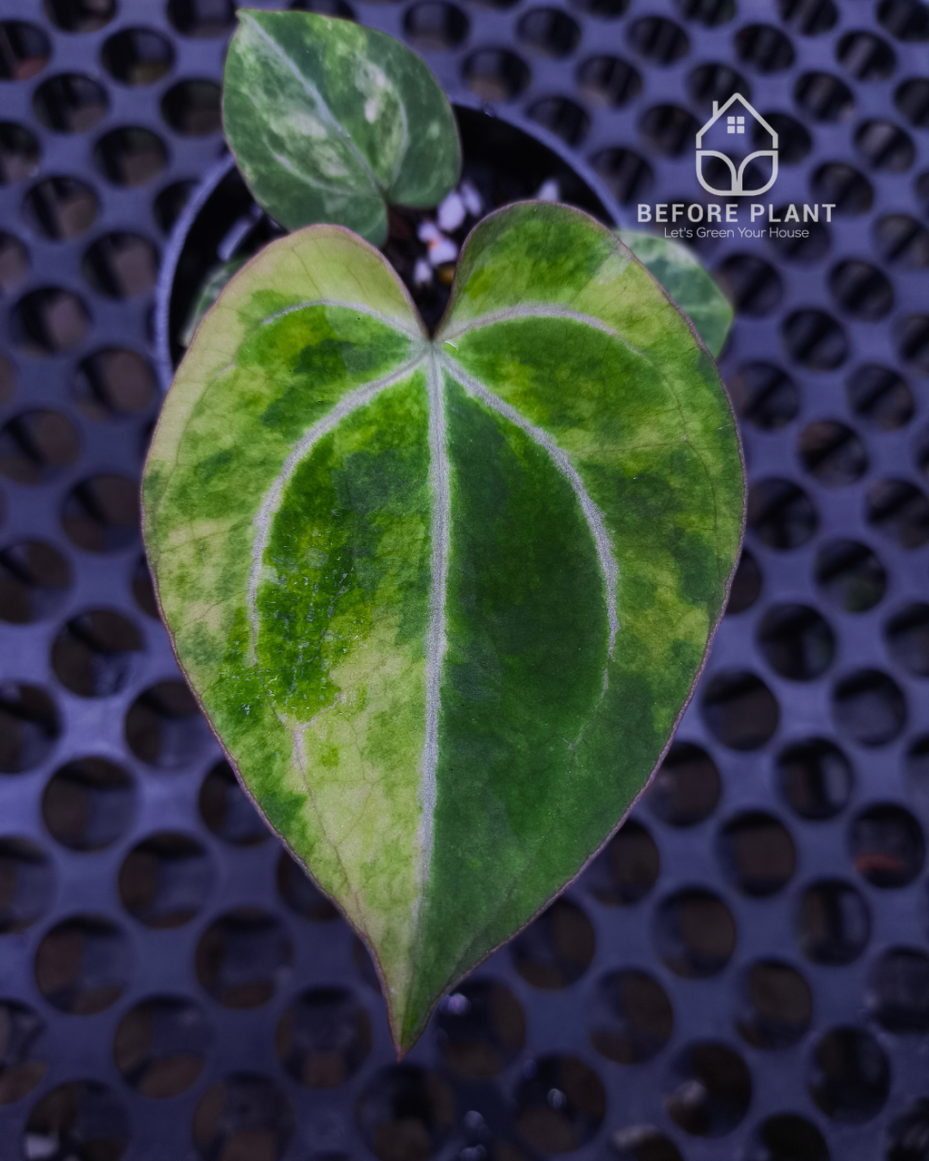 Anthurium Black Venom x RVC Michelle