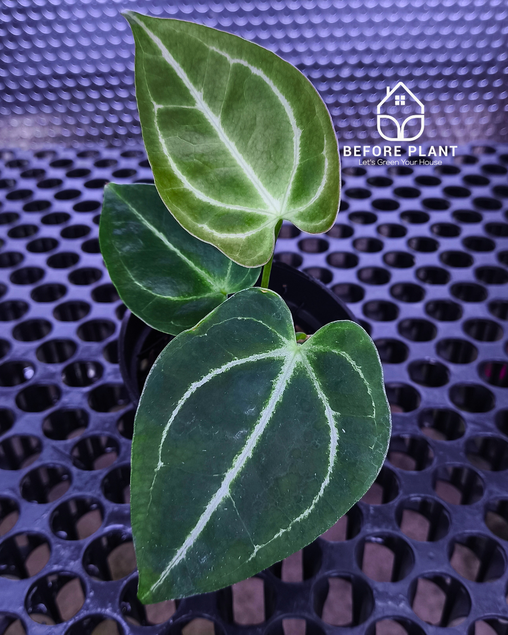 Anthurium Fort Sherman x Red Crystal