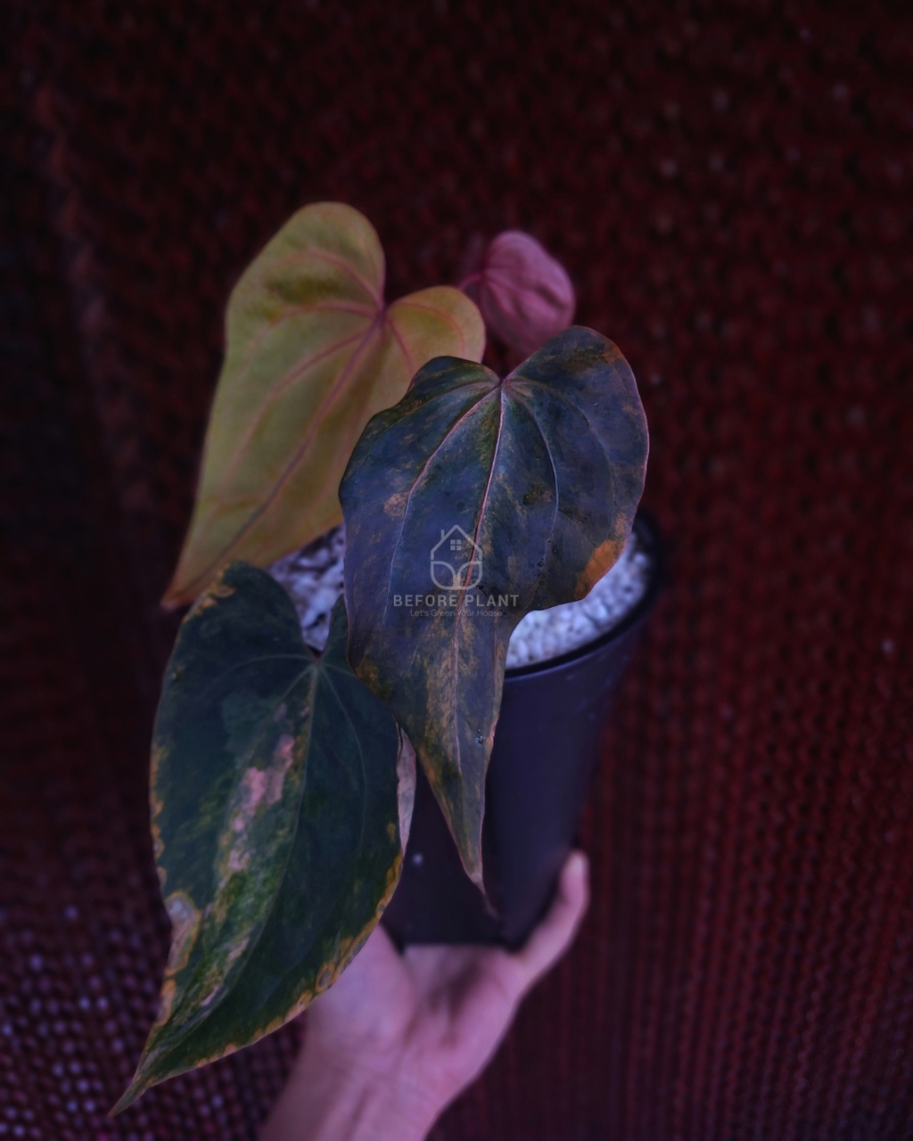 Anthurium Black Venom x Twilight Armor