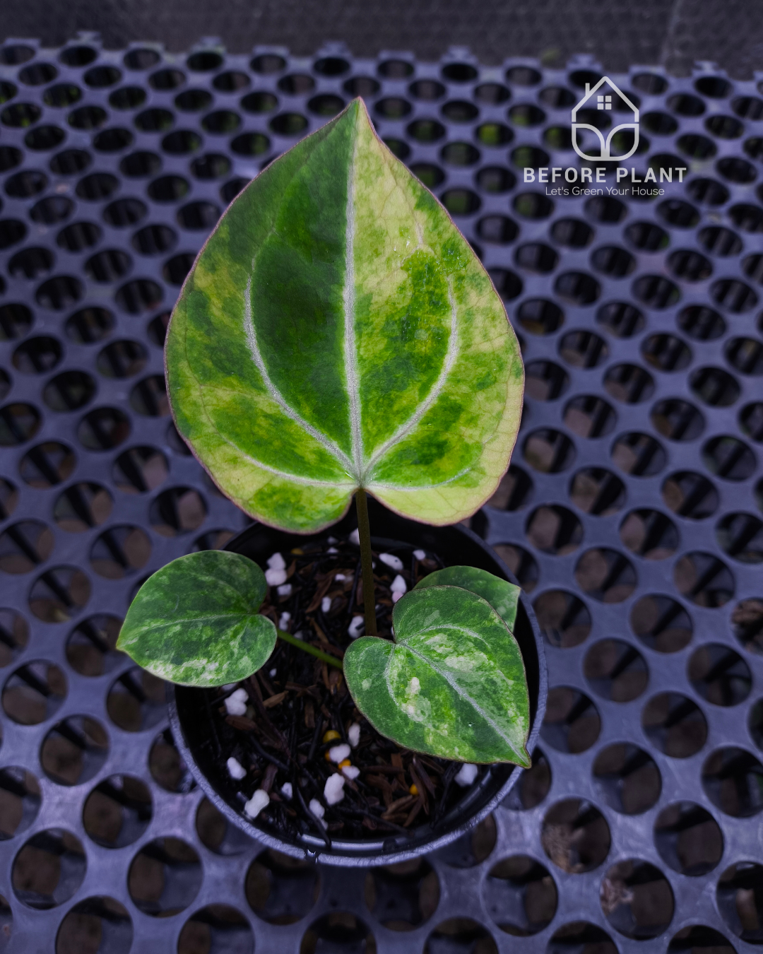 Anthurium Black Venom x RVC Michelle