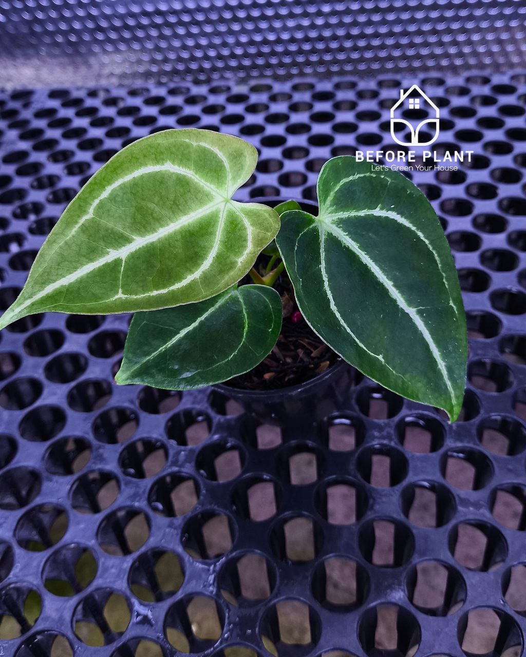 Anthurium Fort Sherman x Red Crystal