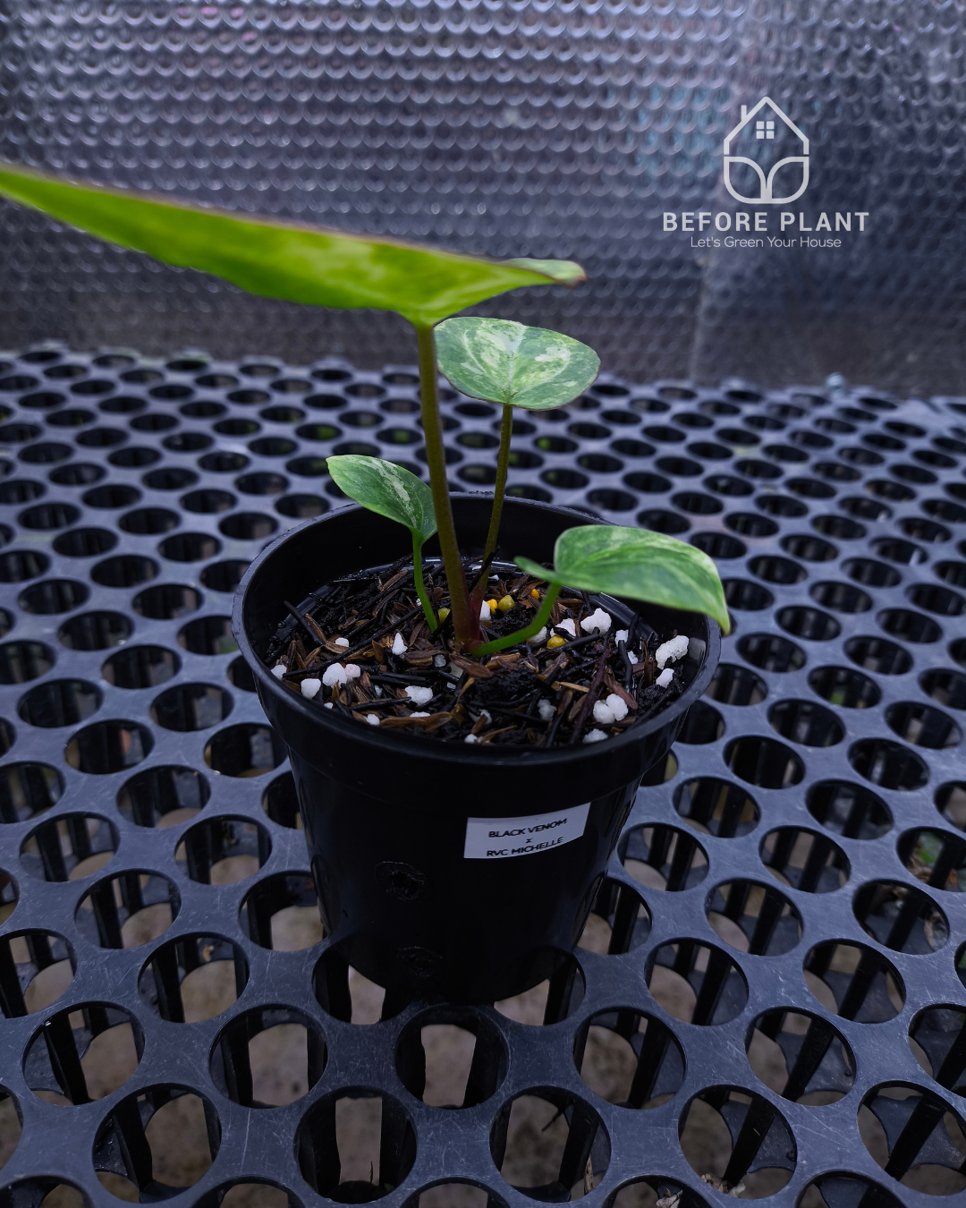 Anthurium Black Venom x RVC Michelle