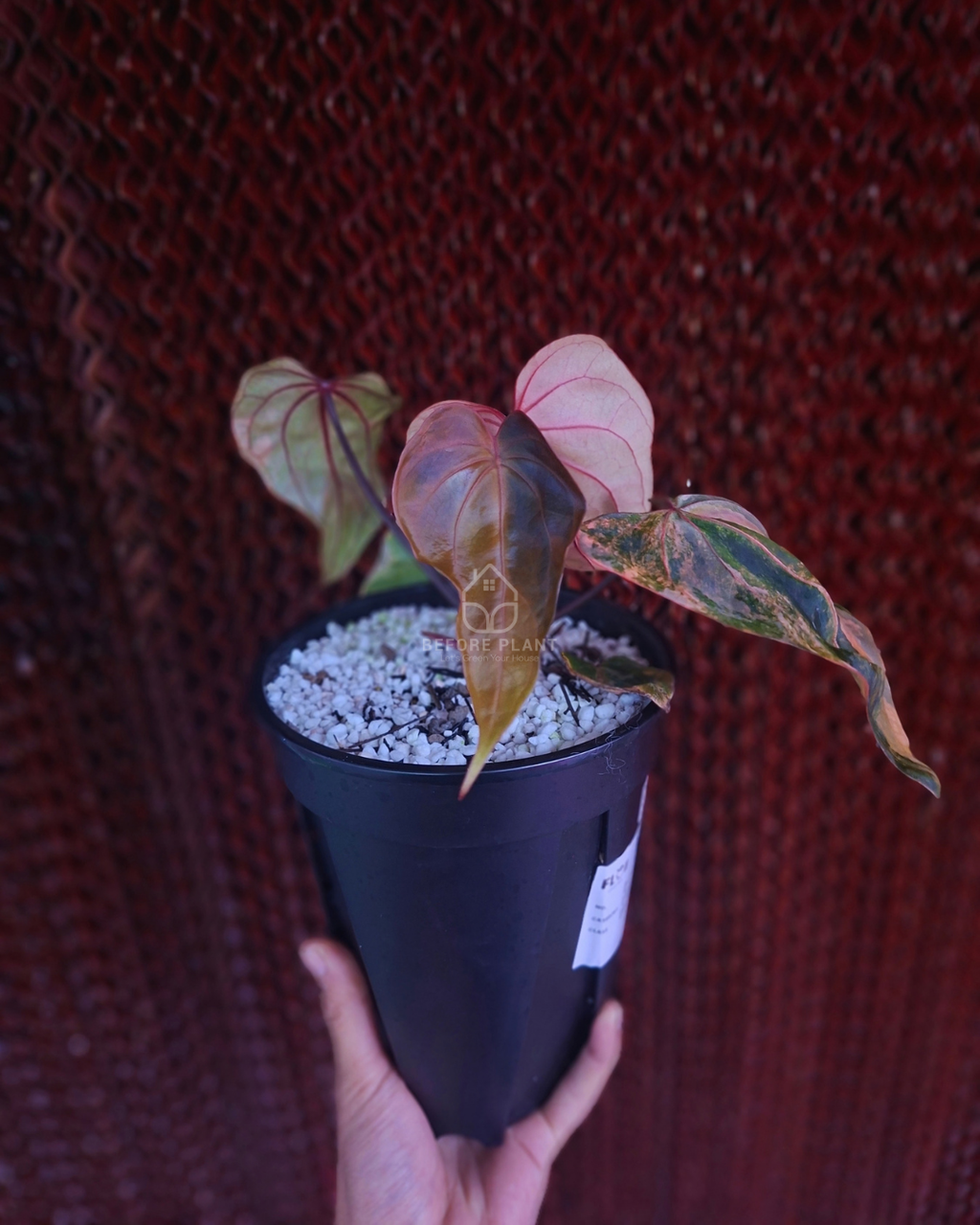 Anthurium Black Venom x Twilight Armor