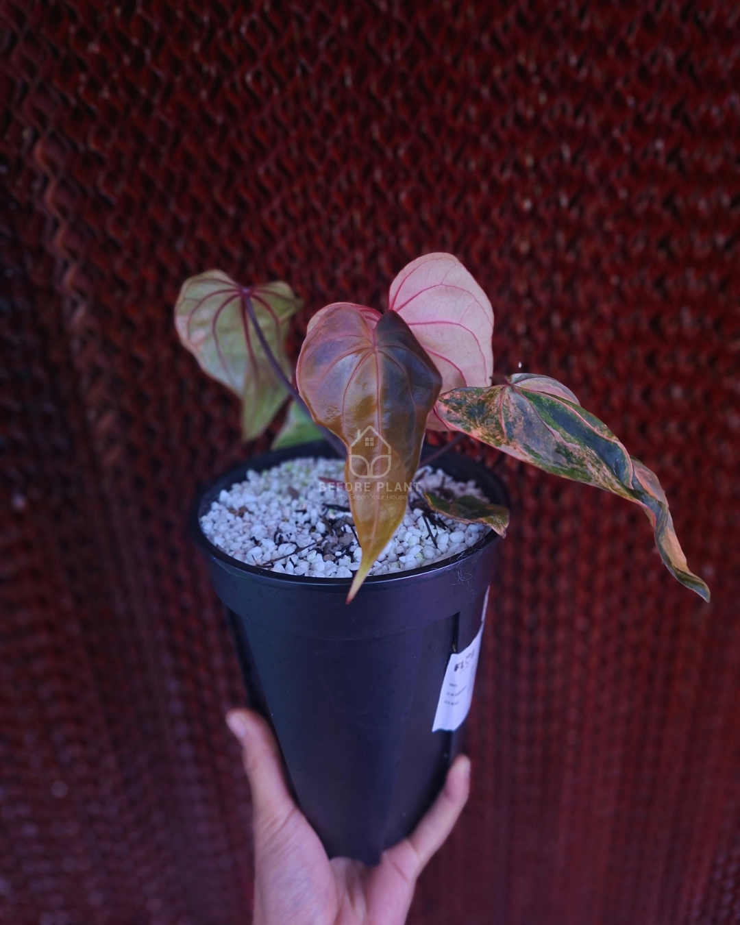Anthurium Black Venom x Twilight Armor