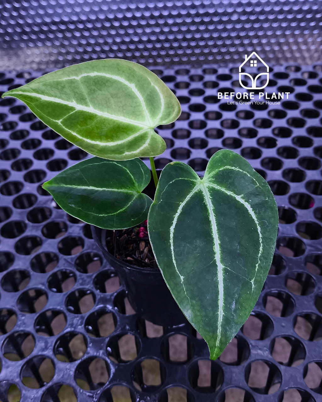 Anthurium Fort Sherman x Red Crystal