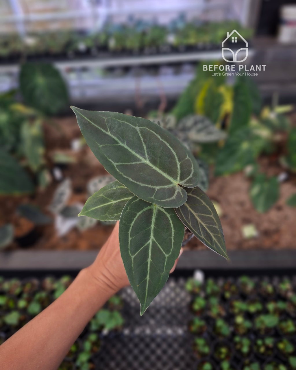 Anthurium Black Venom x Papillilaminum Red Crystal