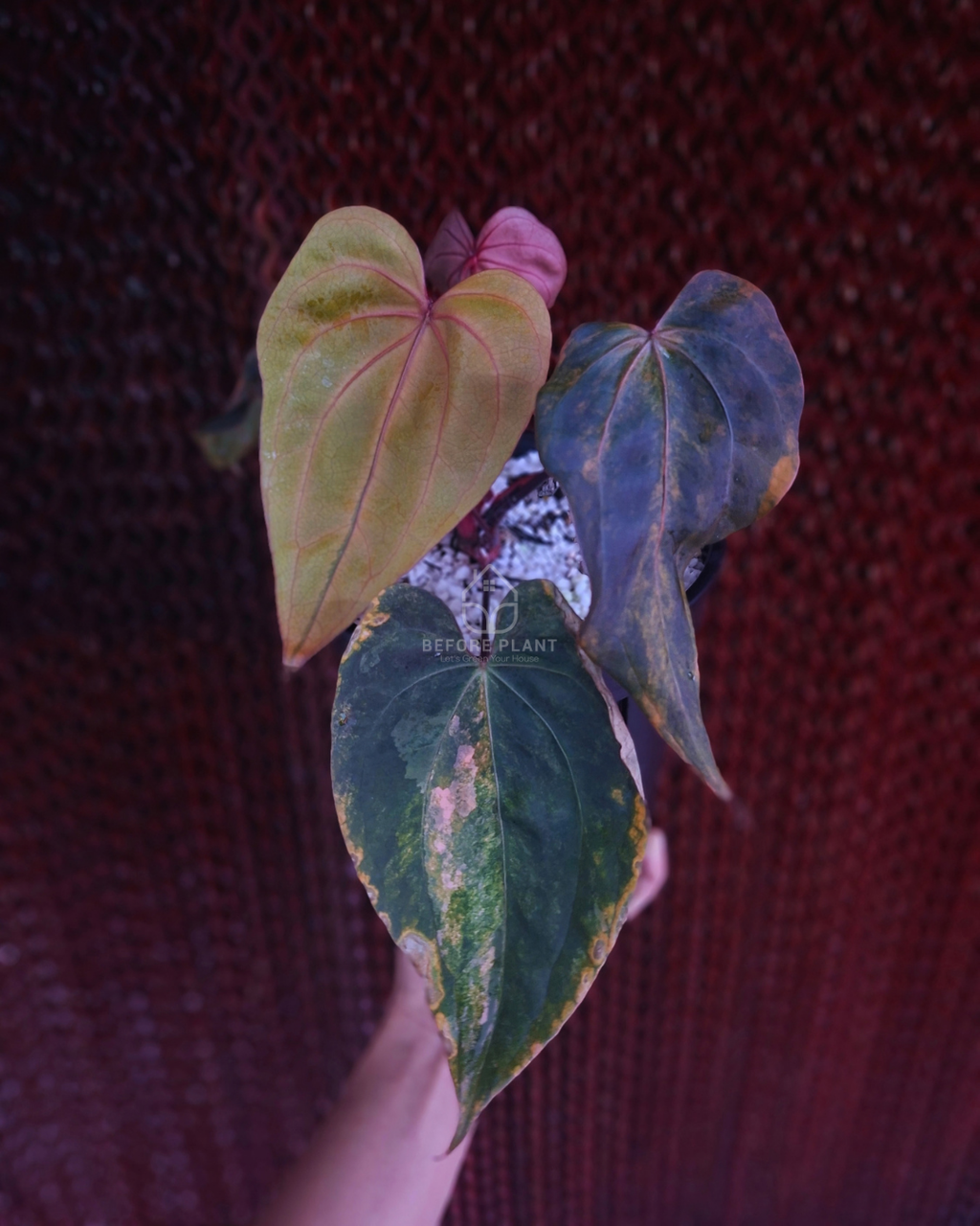 Anthurium Black Venom x Twilight Armor