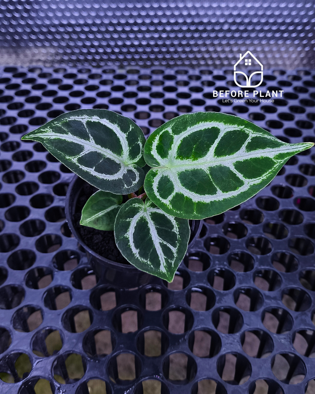 Anthurium Dorayaki x Red Tiger