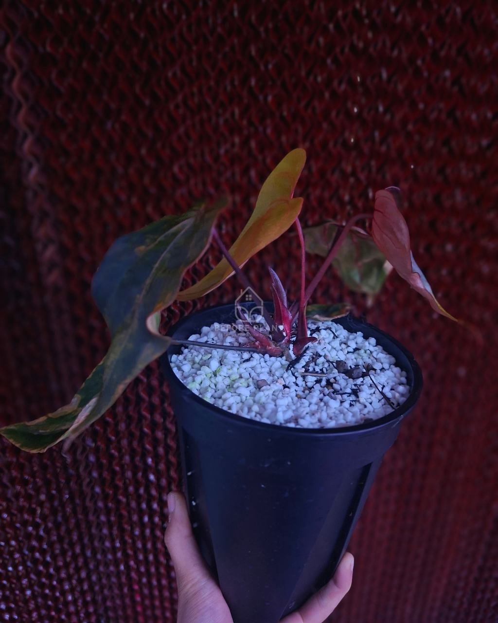 Anthurium Black Venom x Twilight Armor