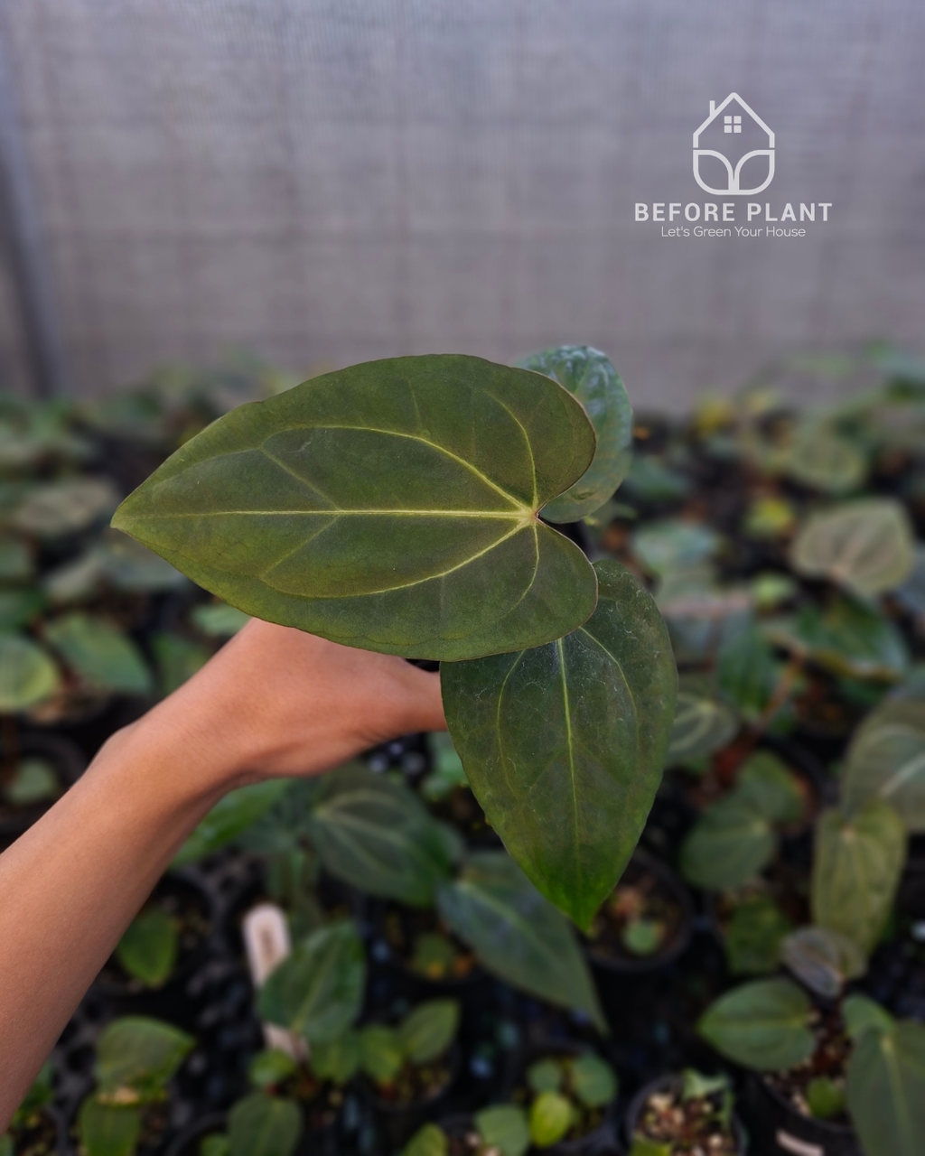 Anthurium Carla x Golden Sunrise RVDP
