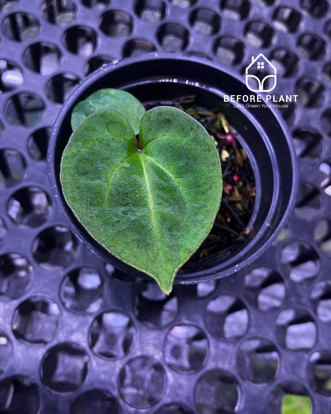 Anthurium King of Spades (HU) Seedling