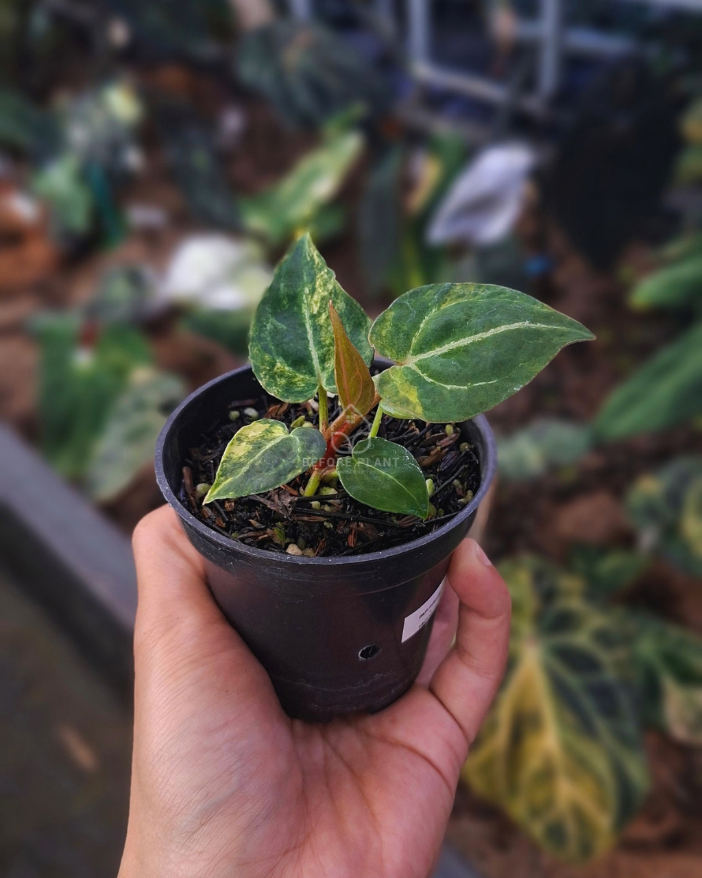 Anthurium Papi Var AOS Tezula x Michelle Variegated