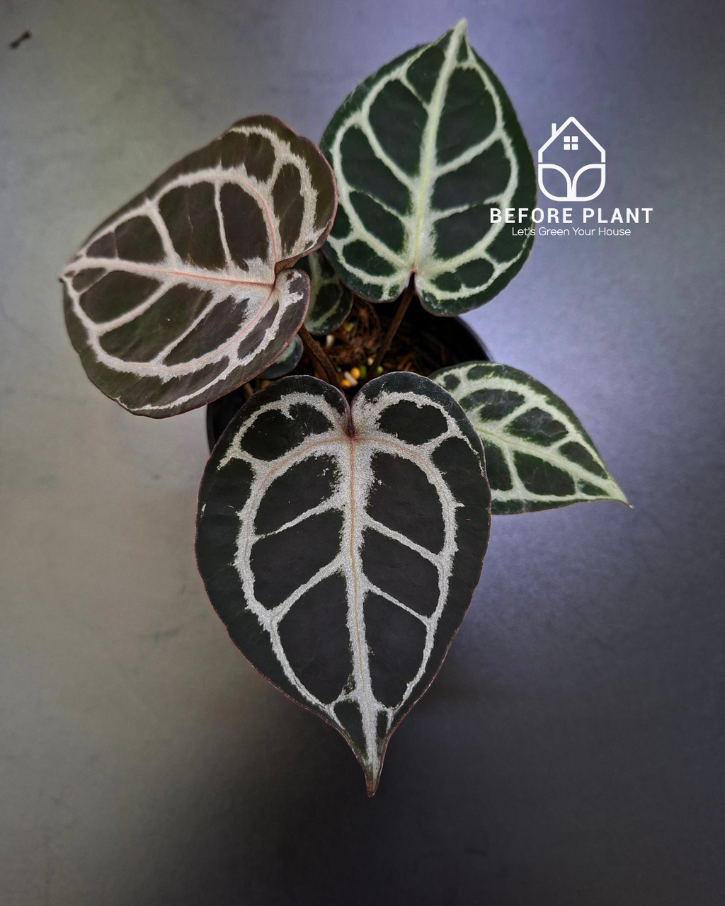 Anthurium Purple Tiger
