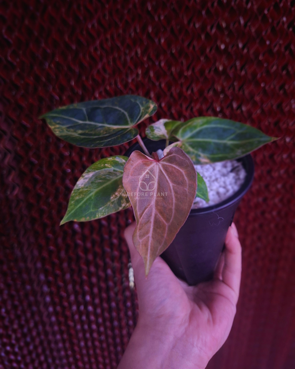 Anthurium Black Venom x Angela Black Widow ( Variegated Form )