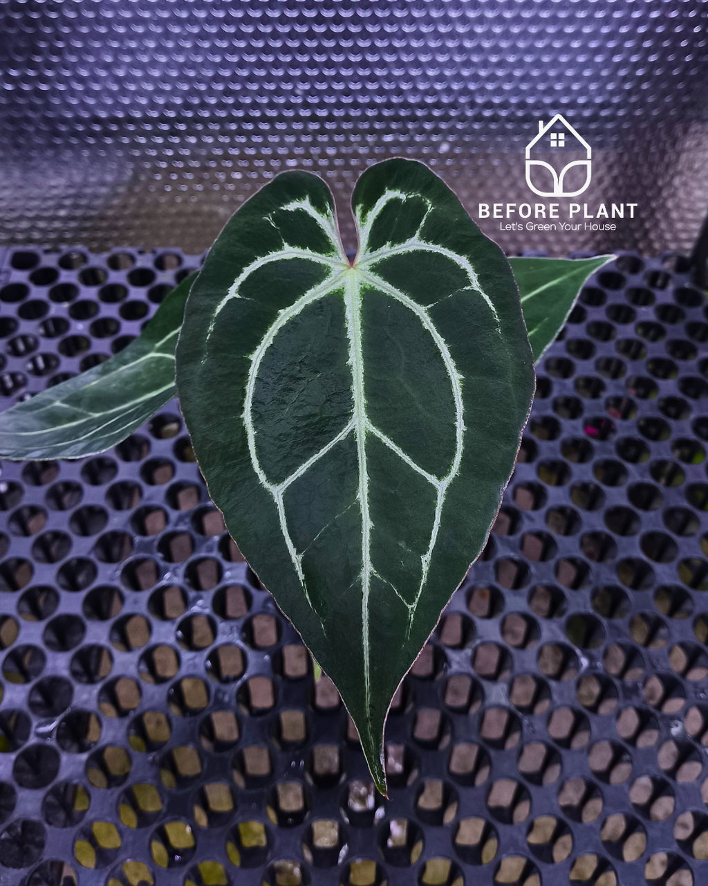 Anthurium Panglima x King Of Spades ( KOS/HU )